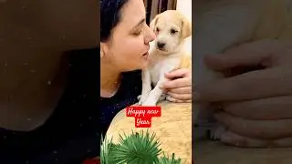 Happy new year #puppy #puppies #dog #dogs #dogmom #doglover #doglovers #shorts