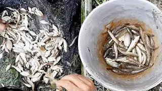 Village People Fishing with a cast net | Best Fishing 2020 #fishingbdGo