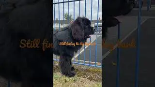 Fluffy Pupper practicing his big boy bark, 8 month old Newfoundland.