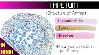 TAPETUM. Tapetum Types & Function, Sexual Reproduction in Flowering plants. BotanyTv