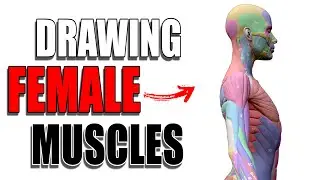 How To Draw FEMALE Anatomy - (Laying Down The Muscles)