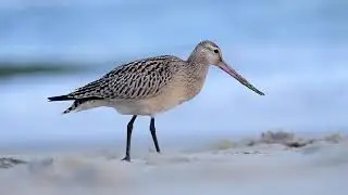 Szlamnik - Limosa lapponica - Bar-tailed godwit - Krynica Morska wrzesień 2021