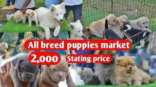 Cheapest Dog Market in Delhi || Dog Price list in India