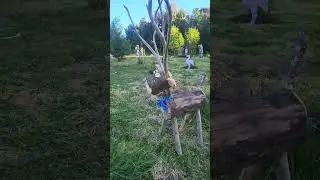 Renos  articulados con trozos de madera muerta.