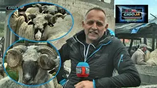 - OVNOVI KAPITALCI SA VELIKIM ROGOVIMA DERNEK TURBE 2021 /The biggest rams in Bosnia