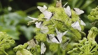 Black Veined White Butterflies Stock Video
