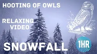 ❄️ Blizzard Night Ambience | Winter Storm, Snowfall & Owl Sounds for Deep Sleep & Focus