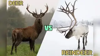 Deer VS Reindeer: What&rsquo;s the Difference?