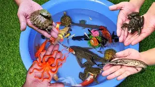Catching Spider Crocodile Tiger Fish Frog Turtles Goldfish Koi Carps Lily Fish Cute Animals Video
