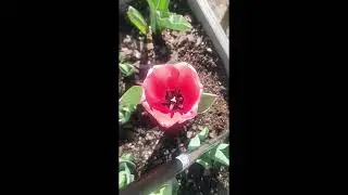 Tulip3