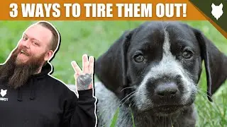 3 Tips To Tire Out Your GERMAN SHORTHAIRED POINTER Puppy