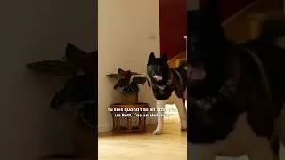 &laquo; C&rsquo;est normal, c&rsquo;est un primitif ! &raquo; 😶