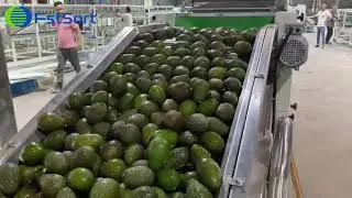 Avocado washing drying waxing sorting  line