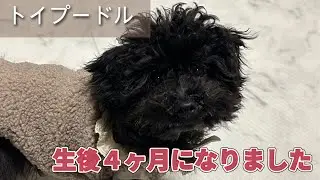 第376話【子犬 トイプードル】生後４ヶ月を迎えたやんちゃ盛りのトイプードル