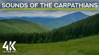8 HRS Ambient Sounds to Create Peaceful Atmosphere - 4K Scenery & Sounds of the Carpathians