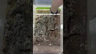 How to Make an Easy Gorilla Glue Background for Reptiles & Amphibians #bioactivevivarium #tutorial