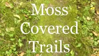 Moss Covered Trails