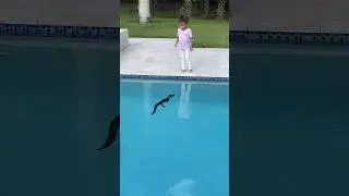 ALLIGATOR IN OUR POOL!🐊  #shorts