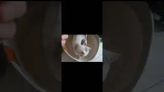 #foryou #petcats #cat #cutecat #youtubeshorts #cute #petlover #catbaby #pets #cats