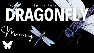 Dragonfly Spirit Animal | Dragonfly Spirit Guide | Dragonfly Symbolism | Dragonfly Totem