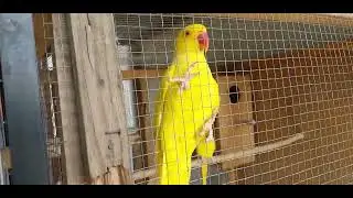 Parrots Breeding Progress / Performance Review || Ringneck Breeding Progress