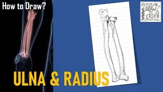 How to Draw Ulna and Radius Bones | Bone Anatomy | Class 11 | Biology Diagrams Exam Guide