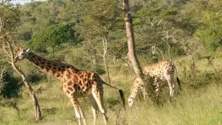 Giraffe on standoff in Lake Mburo National Park Uganda 