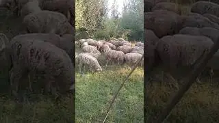 @animalplanet # Grazing#animals#farming#nature