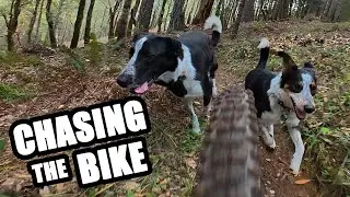 Two Cattle Dogs Shredding this Mountain Bike Trail
