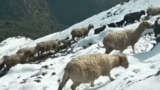 Snowfall in the Jungle Village | Peaceful cold Life 