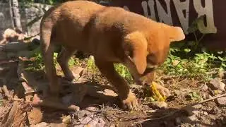 Dog Chewing a Bone Cute | Cute Dog Video for Relaxation