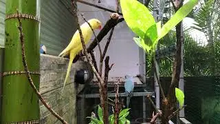 Love Birds In Captive Cared For As Pets #plants #youtube #birds #pets #shorts