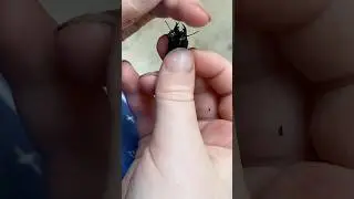 Ground beetle BITE TEST. #beetle #beetles #groundbeetle #insect #insects #bite #outdoors #bug #bugs