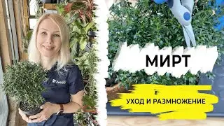 Мирт &ndash; особенности ухода, обрезки и размножения