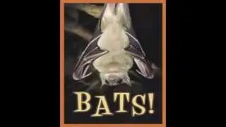 Bats! (Audio Outreach Tract)
