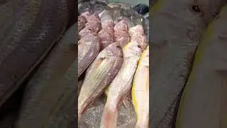 fish display in shop#viral #fish #reels #nonsubscribers #r2g #fishmarket #youtubeshorts #reely