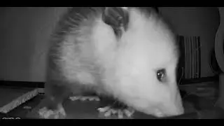 Possum visit, possum are marsupials. #beautiful #animals #wildlife #asmr #nature #possum #opossum