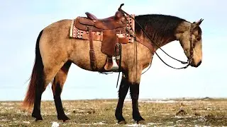 Zemira 6yr old registered TWH buckskin mare, well broke to ride and gentle,  smooth trail ride!