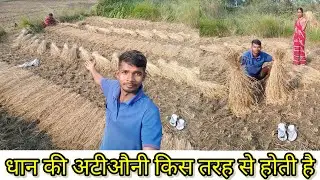 Dhan ki atiauni 🤔🤔 Aniket Kurmi Panda Bigha Vlog 