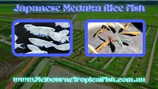 JAPANESE MEDAKA RICE FISH