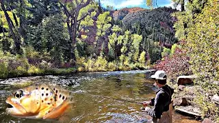 Fishing the FRYING PAN RIVER (Fall TROUT Fishing)