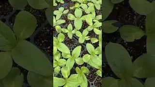Growing over 30 varieties of plants. #produce #farming #gardening  #interstellar #garden