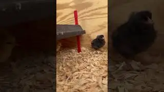 Chick brooder setup #chicks #chicken #homestead #farmanimals #eggs #fyp