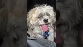 My Shitzu had an anxiety attack during a car ride:( emergency stop#shortsfeed#puppy#dog#fypage#fyp