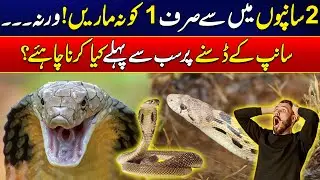 One Mistake Can Kill You After a Snake Bite &ndash; Shocking Revelations - Rohi