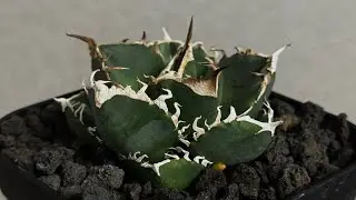 20260119 立可白/SAD(芽）-052｜agave titanota south african diamond