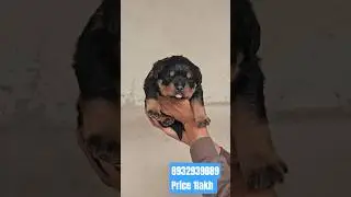 Rottweiler Import Son Available | Heavy Bone | Champion Bloodline@Royal_pat#Rottweiler#shorts#up