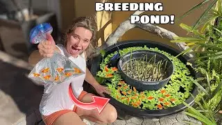 BREEDING 1000S OF GUPPIES IN MINI POND!