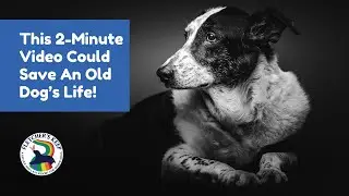 Help Save Senior Dogs in the Okanagan | Support Fletcher&rsquo;s Keep