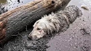 I Found a Dog Stuck Under a Log — We Had to Act Fast
